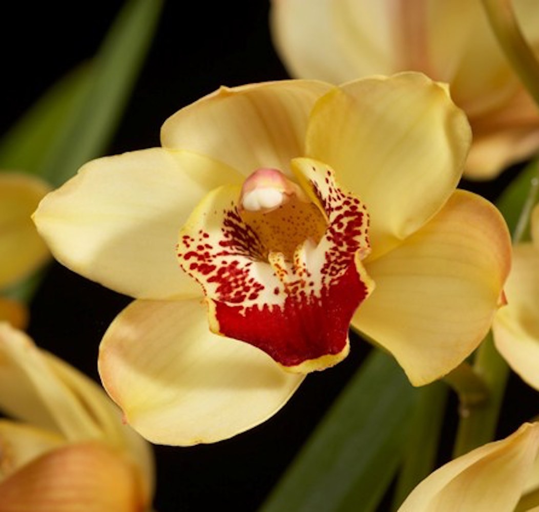 Orhidee Cymbidium galben Goldcrest la cel mai bun pret online!
