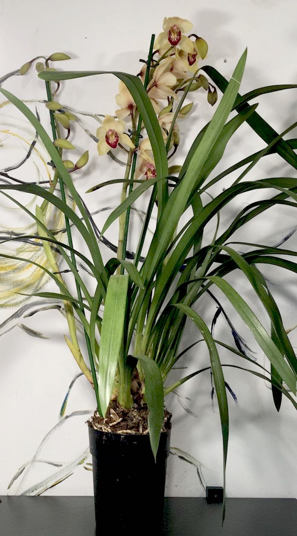 Orhidee Cymbidium galben Goldcrest la cel mai bun pret online!