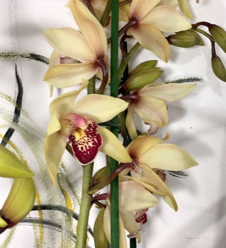 Orhidee Cymbidium galben Goldcrest la cel mai bun pret online!