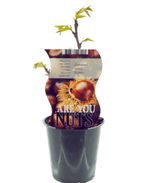 Castanea sativa 'Glabra'