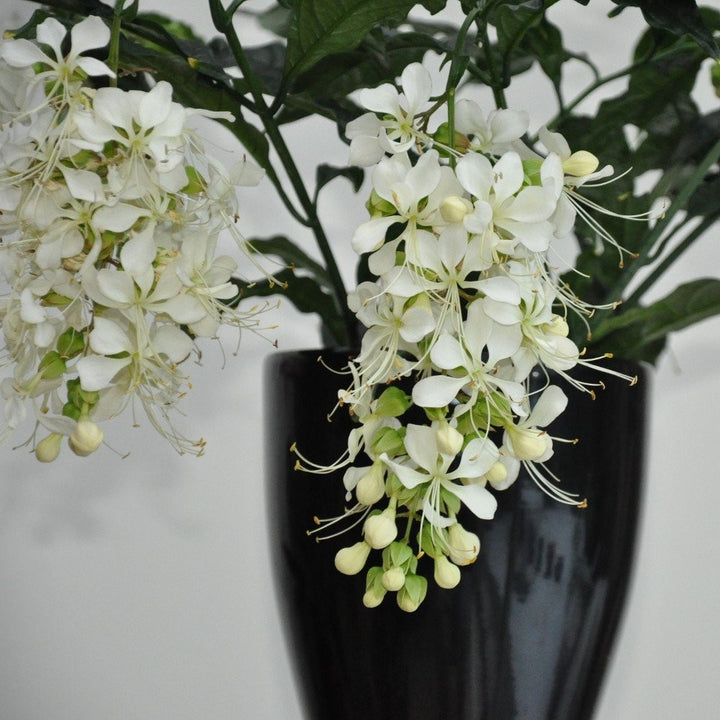 Clerodendrum Wallichii Prospero - Copacul Fericirii