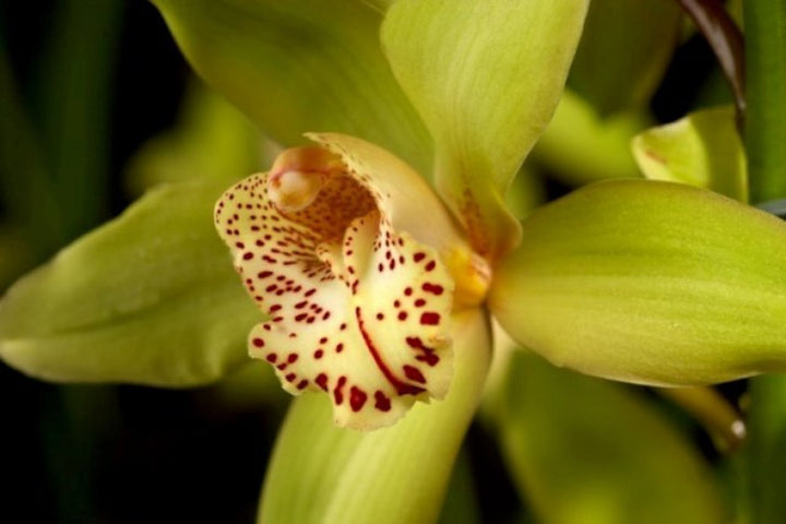 Cymbidium 'Baltic Honey Bonny' la cel mai bun pret online!