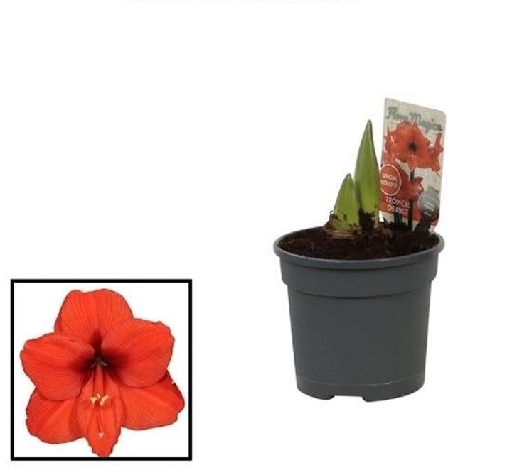 Comanda Bulbi amarilis la ghiveci - Hippeastrum portocaliu, la cel mai bun pret!