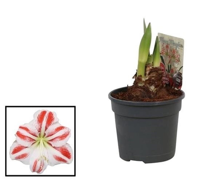 Comanda Bulbi amarilis la ghiveci - Hippeastrum verde, la cel mai bun pret!