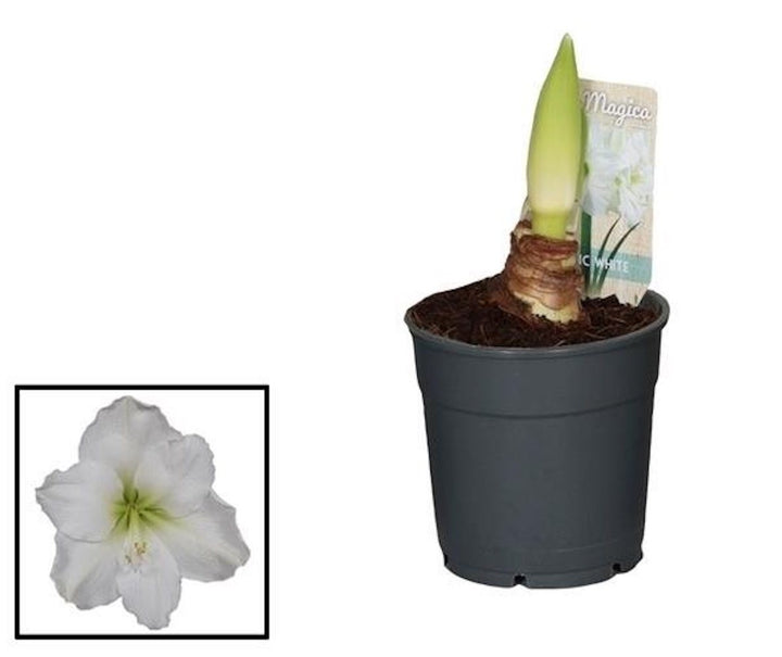 Comanda Bulbi amarilis la ghiveci - Hippeastrum verde, la cel mai bun pret!