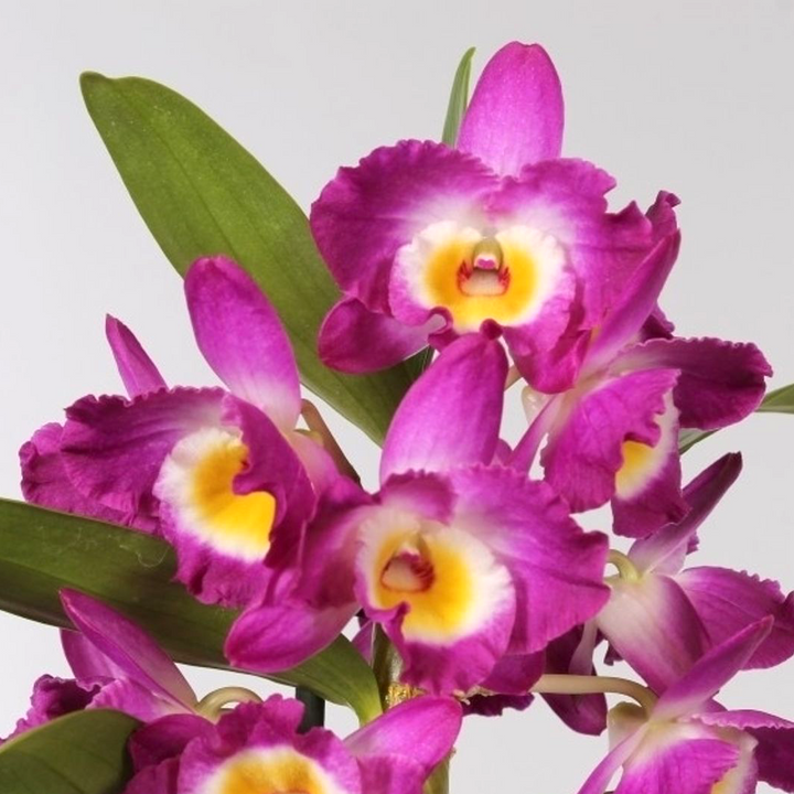 Dendrobium Nobile Akatsuki