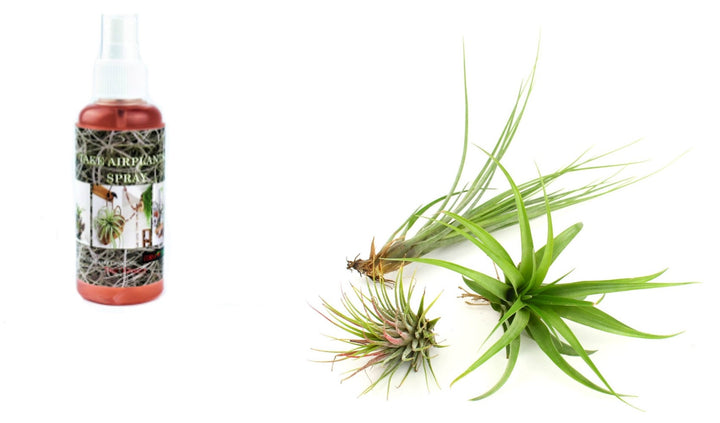 Cumpara online Tillandsia plante aerofite cel mai bun pret si livrare rapida!