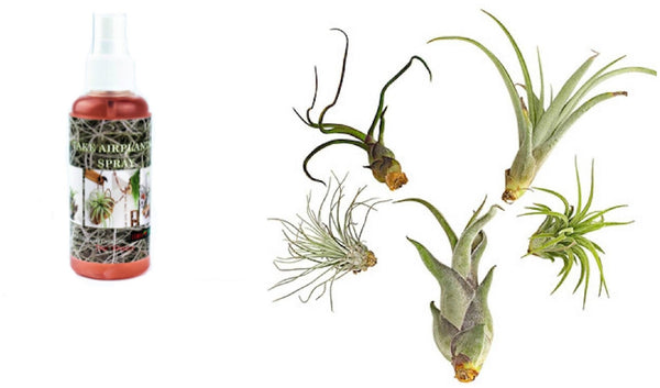 Cumpara online Tillandsia plante aerofite cel mai bun pret si livrare rapida!