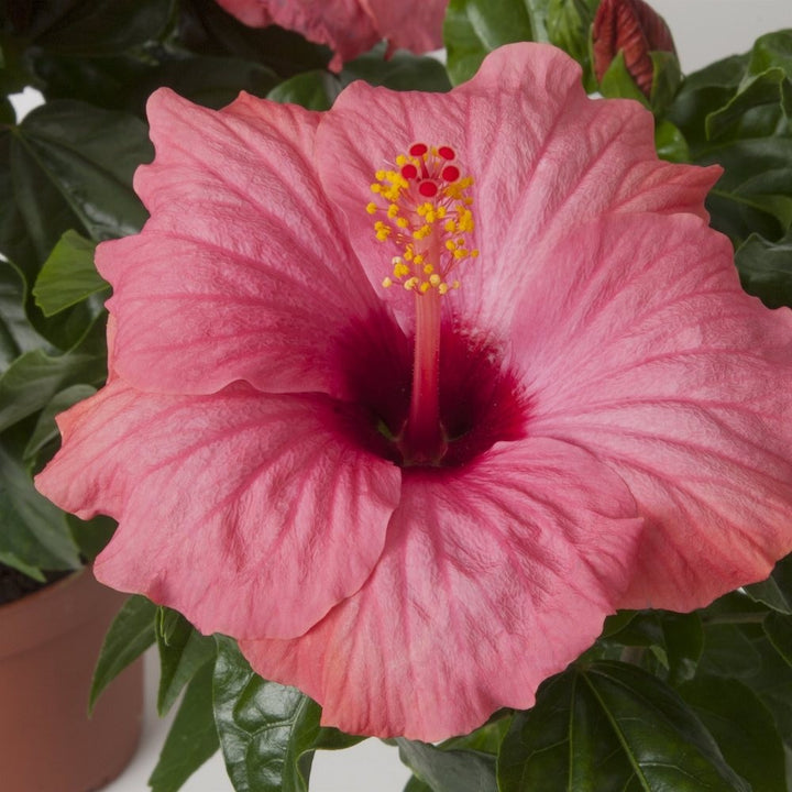 Hibiscus rosa-sinensis Venetie cu flori mari