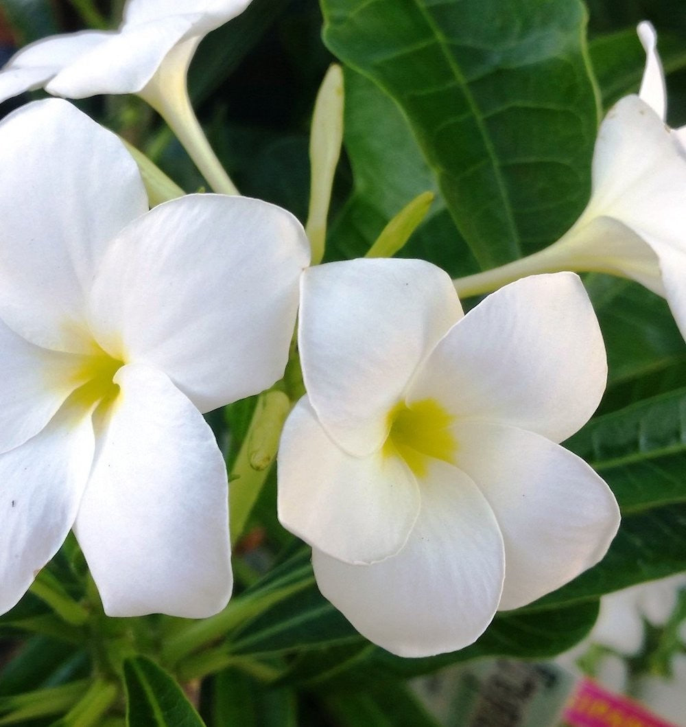 Plumeria pudica 'Lanna White' in ghiveci, cu flori, pret special, livrare rapida