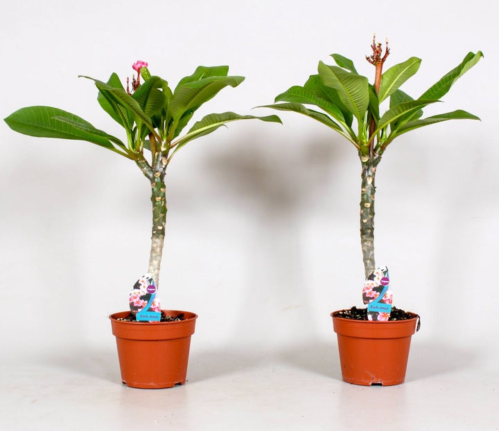 Plumeria rubra Hawaiian Ruby mix - flori parfumate, de vanzare la pret special