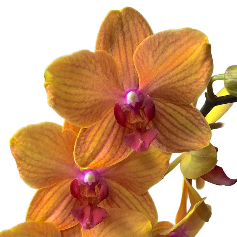 Phalaenopsis MyMonro Bronzer