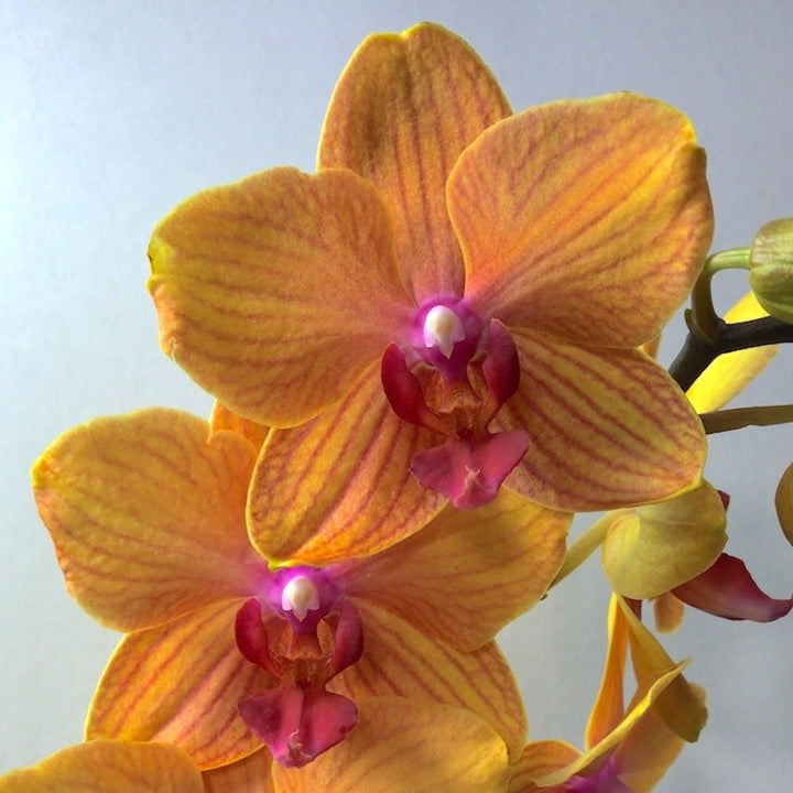 Phalaenopsis MyMonro Bronzer