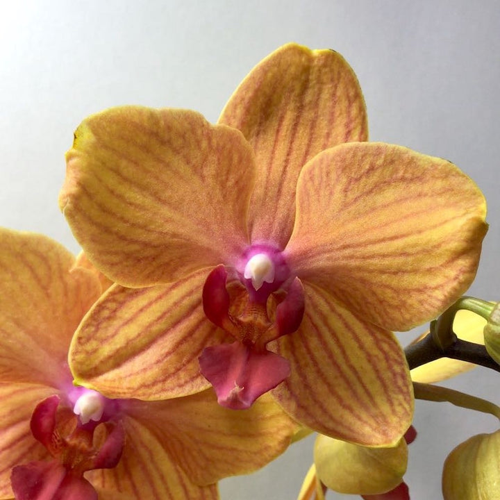 Phalaenopsis MyMonro Bronzer