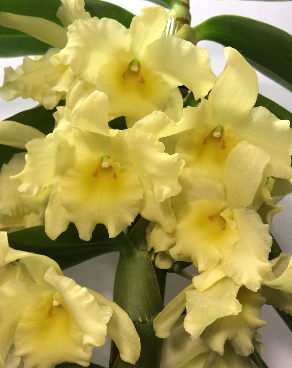 Dendrobium nobile galben - cel mai bun pret online!