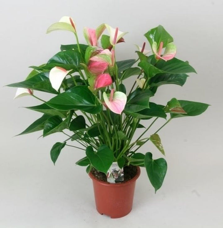 Anthurium Fantasy Love, Floarea Flamingo la cel mai bun pret, cu livrare rapida!