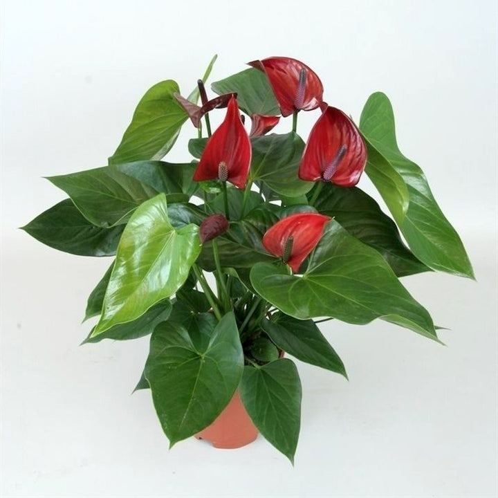 Anthurium grena Thunderbird - Floarea Flamingo, pret atractiv