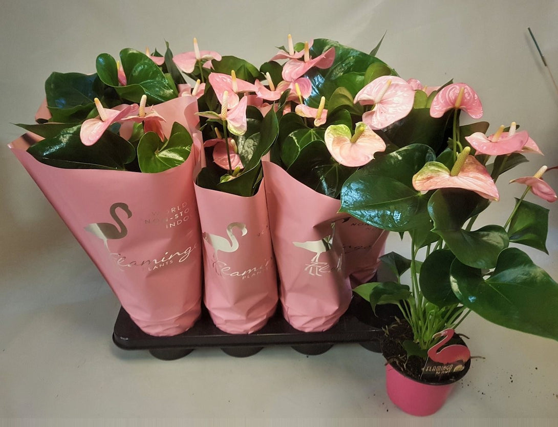 Anthurium Jambo Sweet - "Non-stop flowering", la cel mai bun pret, cu livrare rapida!