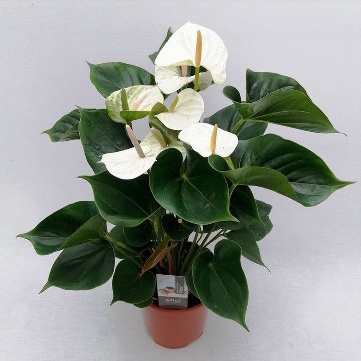 Anthurium alb Adios White, cel mai bun pret online!