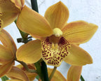 Orhidee Cymbidium portocaliu in ghiveci, culori speciale, pret atractiv