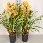 Orhidee Cymbidium portocaliu in ghiveci, culori speciale, pret atractiv