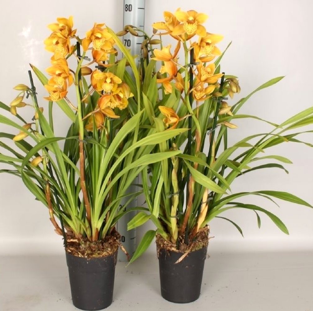 Orhidee Cymbidium portocaliu in ghiveci, culori speciale, pret atractiv