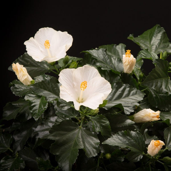 Comanda Trandafir japonez alb - Hibiscus alb, disponibil online, pret atractiv