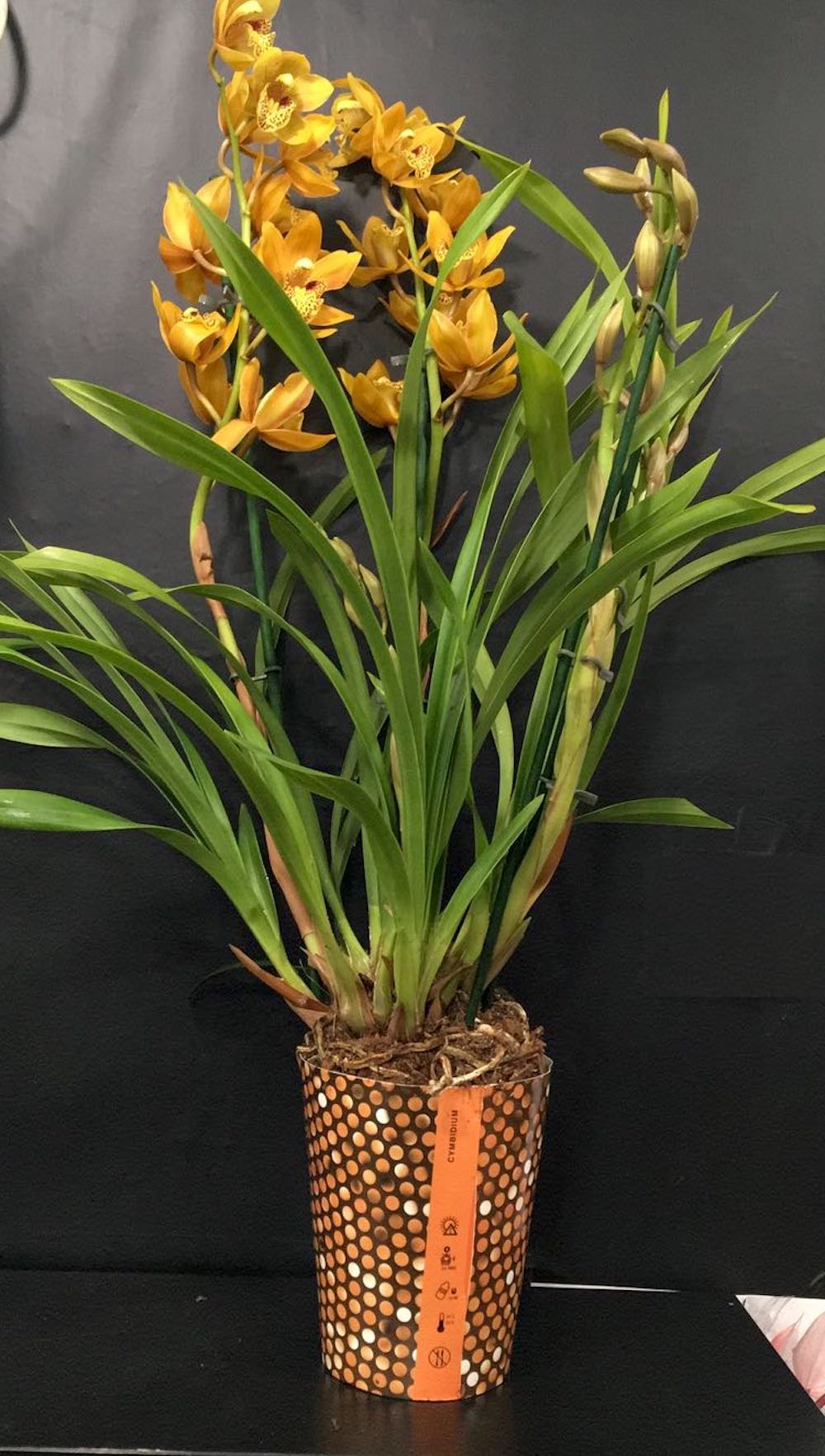 Orhidee Cymbidium portocaliu in ghiveci, culori speciale, pret atractiv