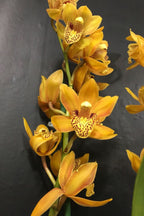 Orhidee Cymbidium portocaliu in ghiveci, culori speciale, pret atractiv