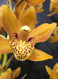 Orhidee Cymbidium portocaliu in ghiveci, culori speciale, pret atractiv