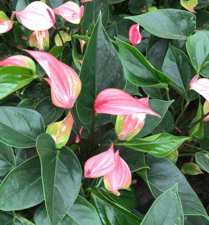 Anthurium Alexia Glorious, flori bicolore,  Floarea Flamingo, pret atractiv