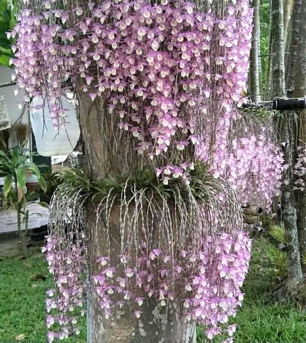 Dendrobium aphyllum (panaché)