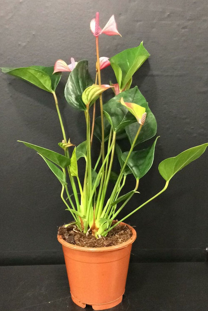 Anthurium Alexia Glorious, flori bicolore,  Floarea Flamingo, pret atractiv