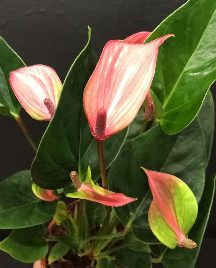 Anthurium Alexia Glorious, flori bicolore,  Floarea Flamingo, pret atractiv