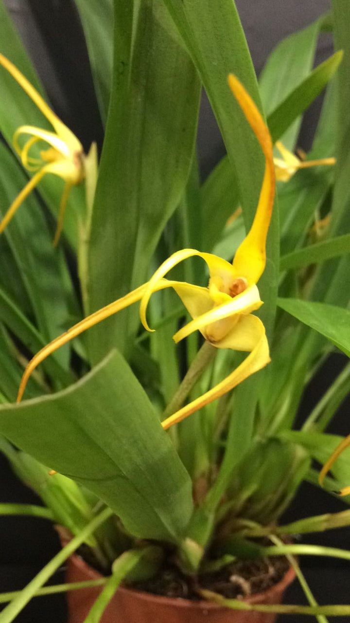 Maxillaria Bradei (Neuberg) - parfumata