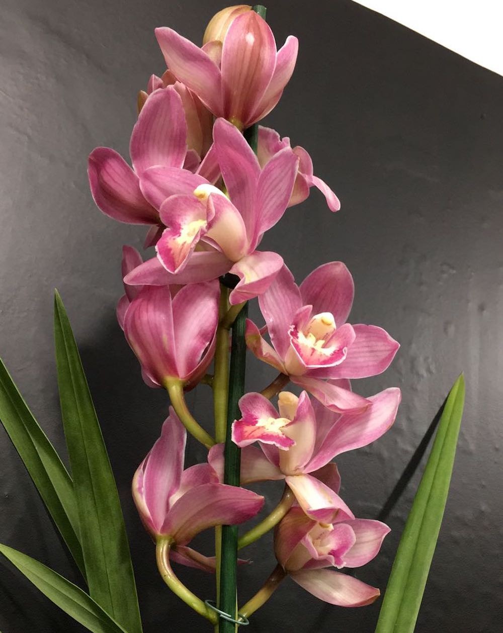 Orhidee Cymbidium roz la cel mai bun pret online!