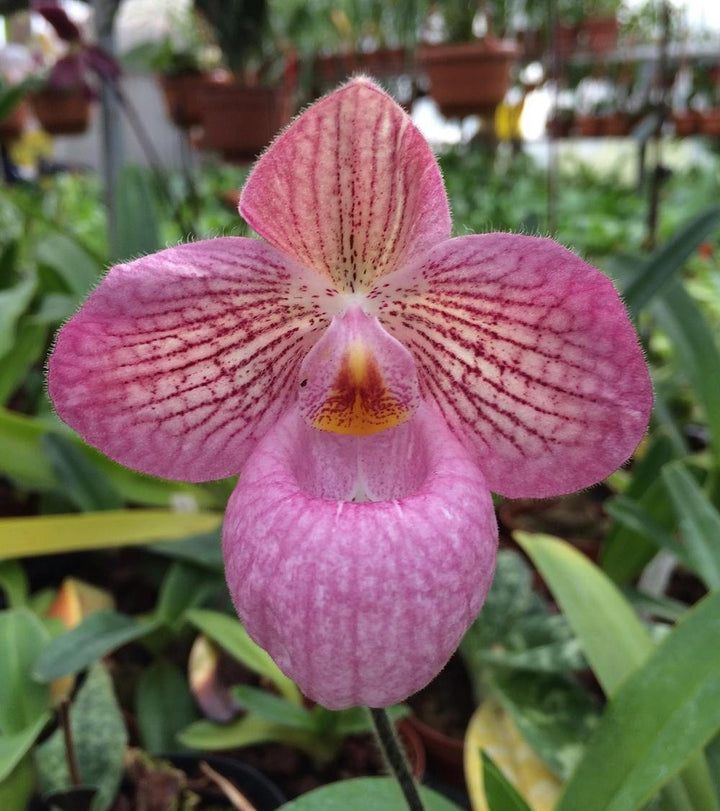 Paphiopedilum Appletonianum x Thailandese