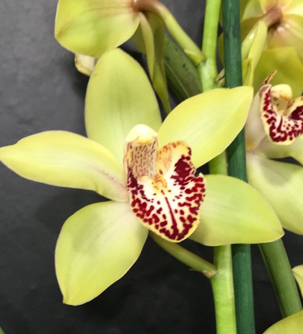 Cymbidium 'Baltic Honey Bonny' la cel mai bun pret online!