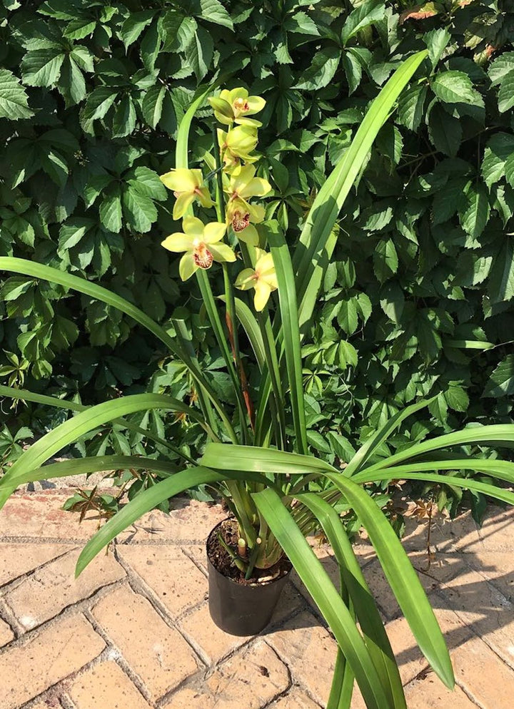 Cymbidium 'Baltic Honey Bonny' la cel mai bun pret online!