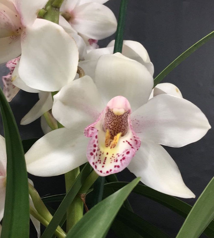 Cumpara Orhidee Cymbidium alb Summer Magic, la cel mai bun pret online!