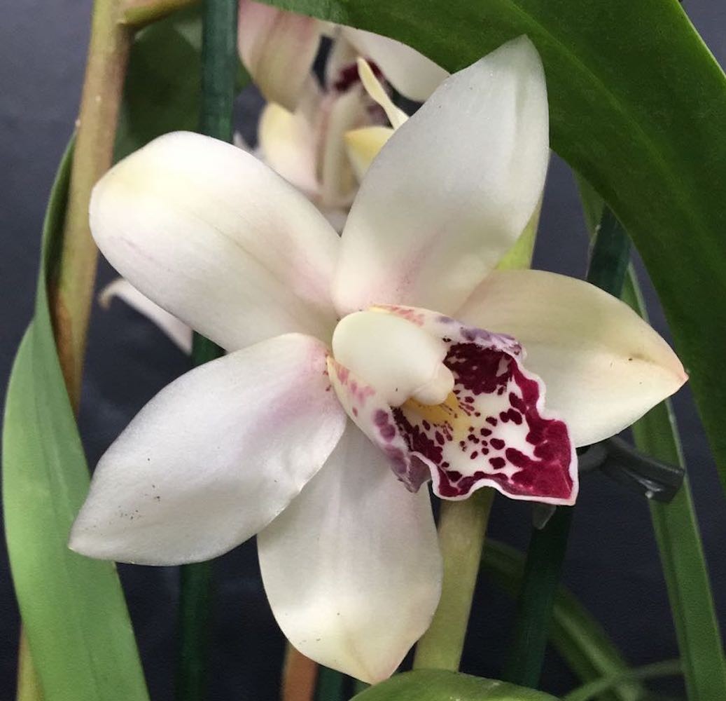 Orhidee Cymbidium alb crem Pink Peach Claret  la cel mai bun pret online!