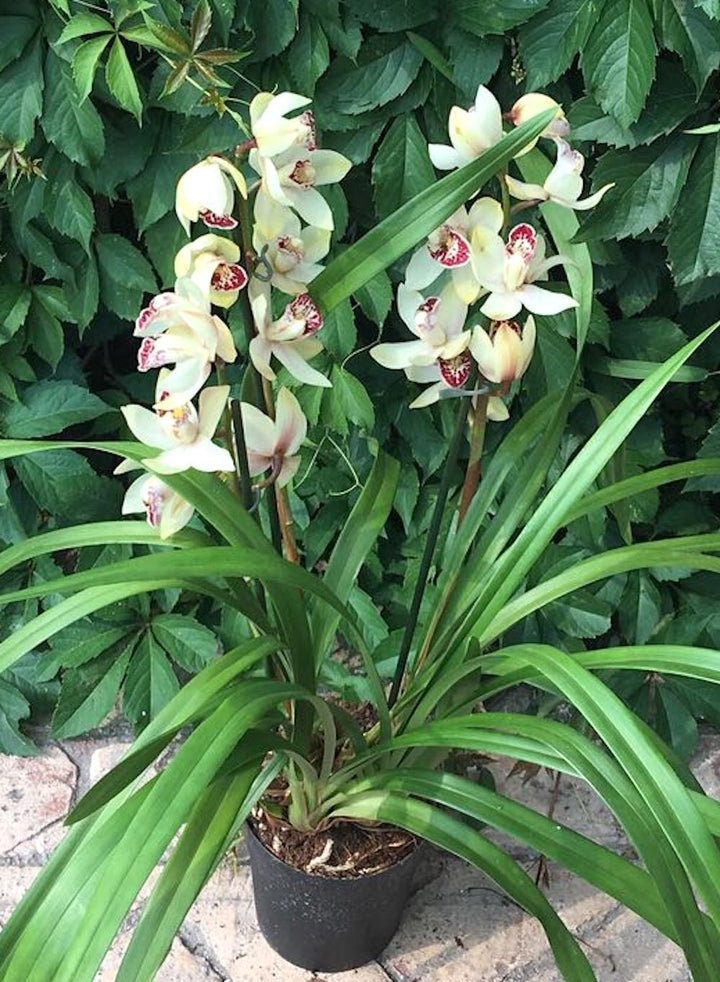 Orhidee Cymbidium alb crem Pink Peach Claret  la cel mai bun pret online!