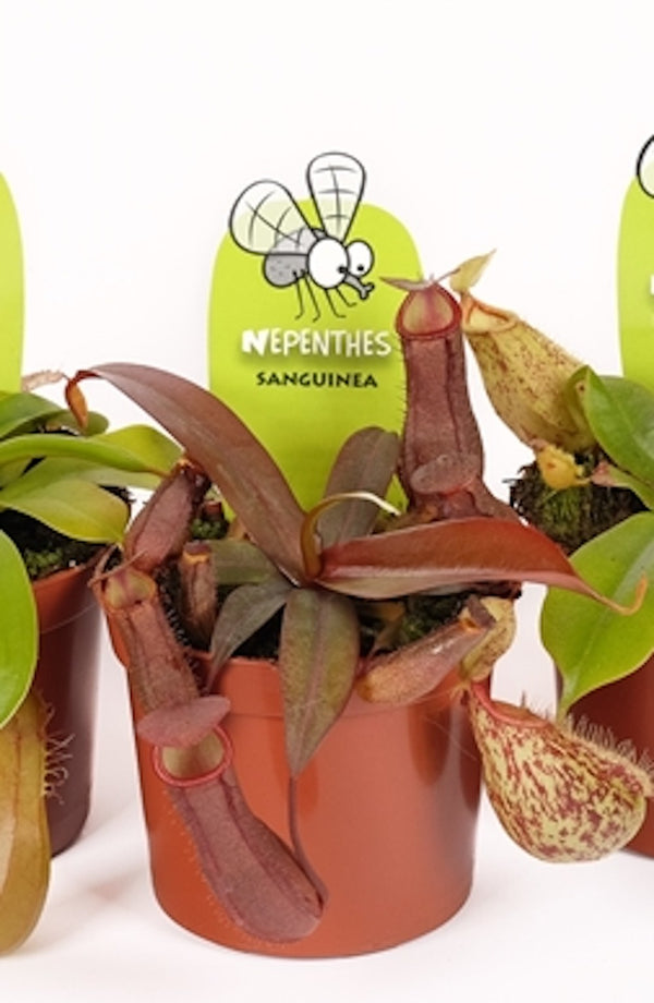 Comanda Nepenthes Sanguinea - O planta carnivora, pret imbatabil!