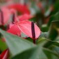 Anthurium Cherry Champion