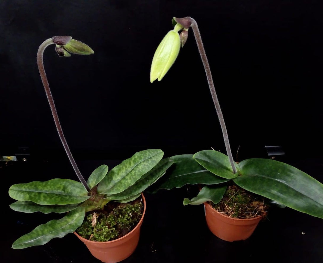 Comanda Orhidee Paphiopedilum envy green, online la un pret special!
