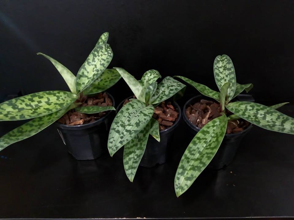 Comanda Orhidee Paphiopedilum debbie robinson online la un pret special!
