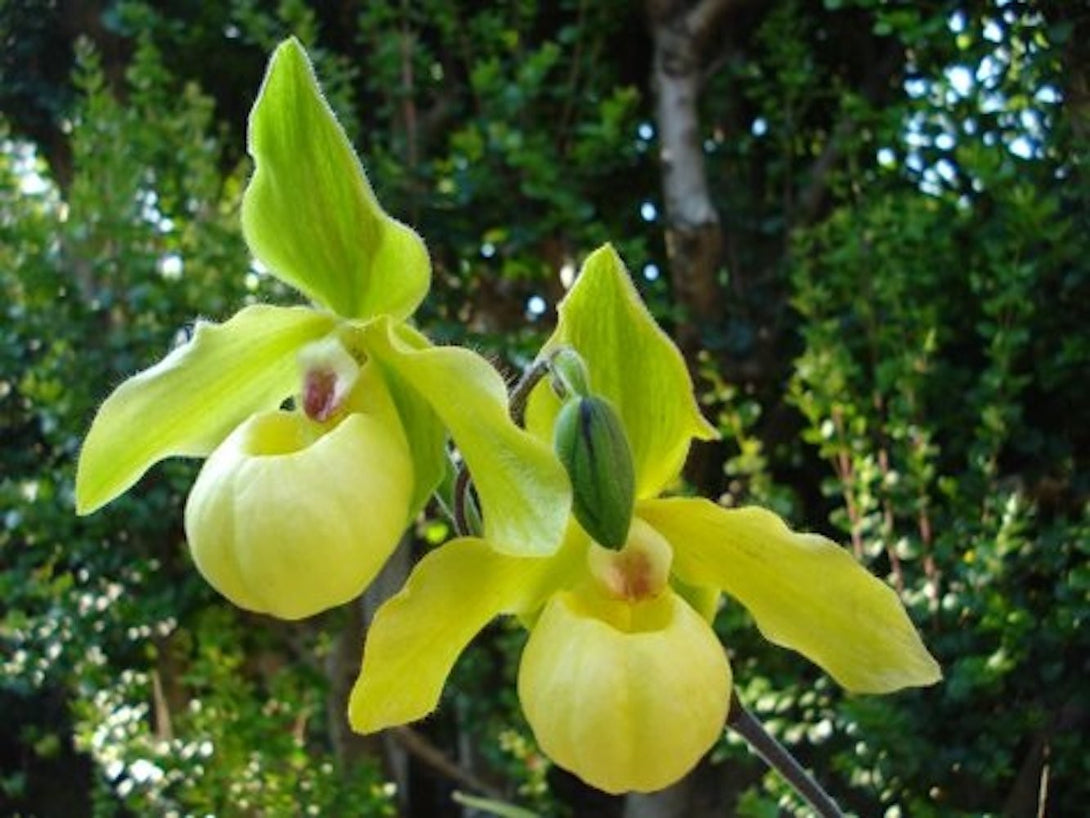 Comanda Orhidee Paphiopedilum envy green, online la un pret special!