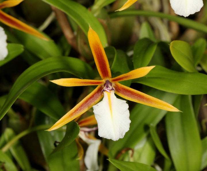 Orhidee Epidendrum polybulbon, orhidee de colectie, la preturi speciale!