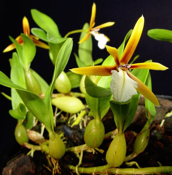 Orhidee Epidendrum polybulbon, orhidee de colectie, la preturi speciale!