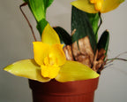 Orhidee Lycaste aromatica x cruenta